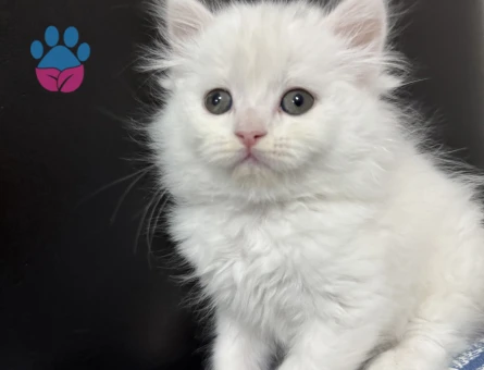 British longhair Dişi 1 Yaşında - 7079