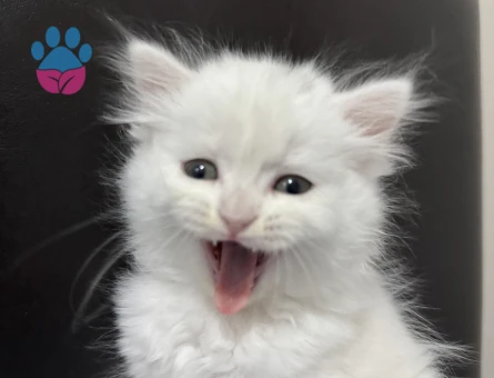 British longhair Dişi 1 Yaşında - 7079 - Görsel 3