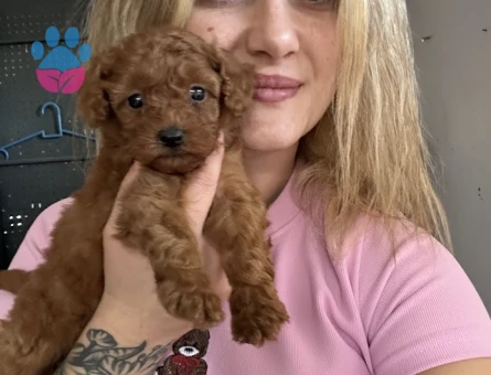 Safkan Toy Poodle Yavruları - 7083