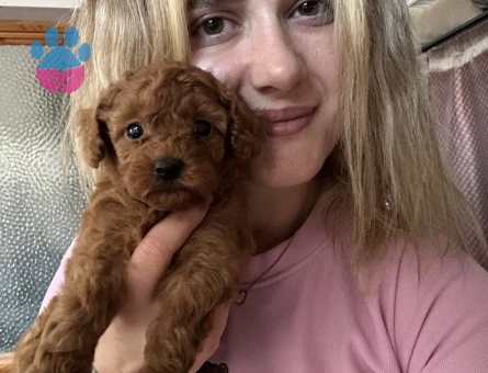 Safkan Toy Poodle Yavruları - 7083 - Görsel 4
