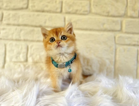 British Shorthair Golden Erkek Yavrumuz