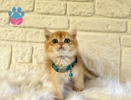 British Shorthair Golden Erkek Yavrumuz