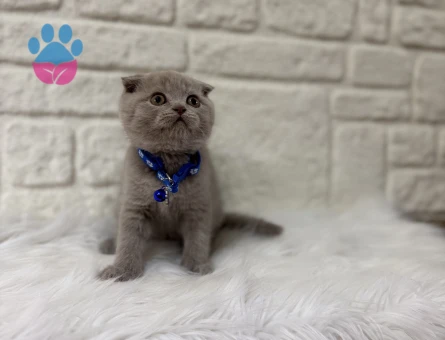 Scottish Fold Lilac Erkek 2 Aylık Yuva Arıyor