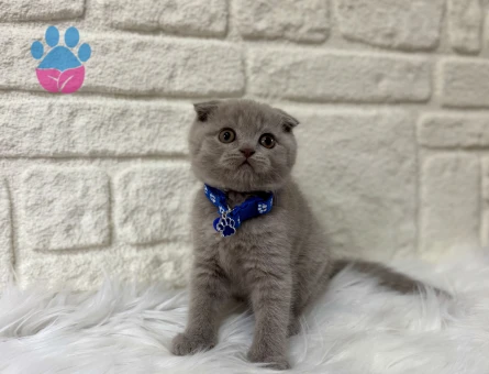 Scottish Fold Lilac Erkek 2 Aylık Yuva Arıyor