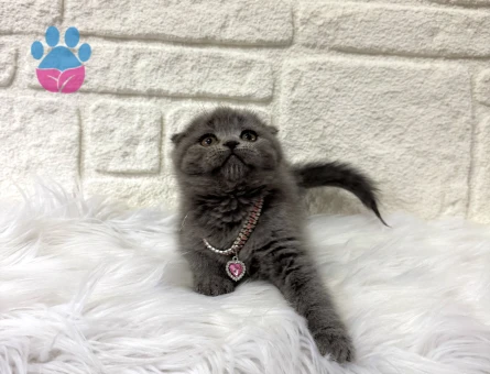 Scottish Fold Gri Dişi Sahibini Bekliyor