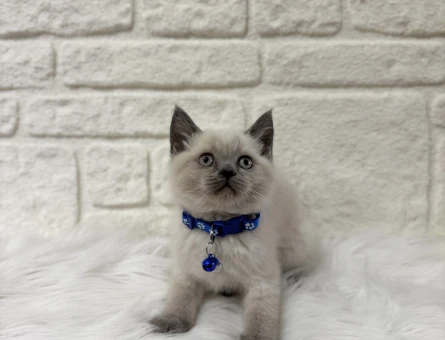Karizmatik Oğlumuz British Shorthair Bluepoint Erkek