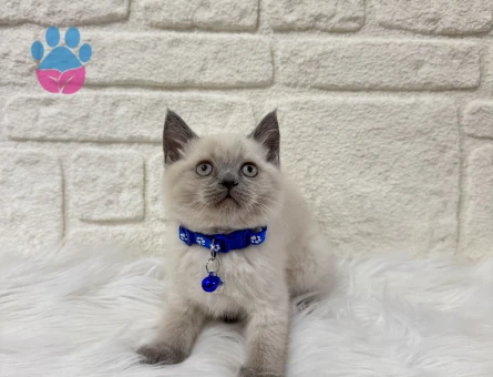 Karizmatik Oğlumuz British Shorthair Bluepoint Erkek