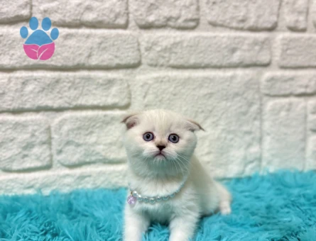 Scottish Fold 2 Aylık Yuva Arıyor