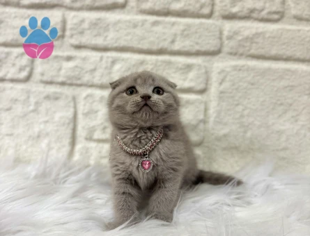 Scottish Fold Lilac Narin Kızımız Yuva Arıyor