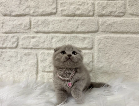 Scottish Fold Lilac Narin Kızımız Yuva Arıyor