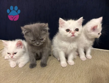 Yavrularımıza Yuva Arıyoruz