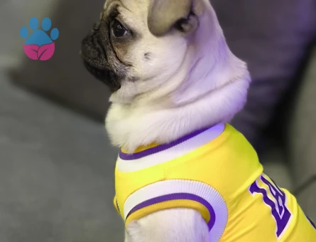 4,5 Aylık Pug Yuva Arıyor