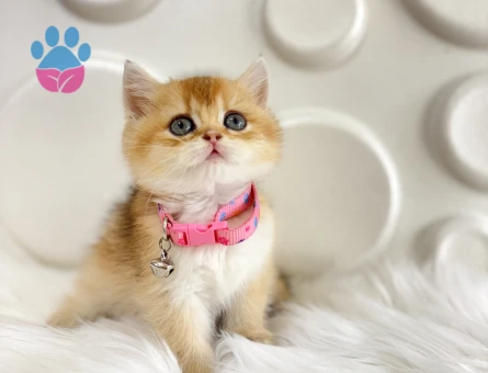 British Shorthair Golden Ny12  Dişi