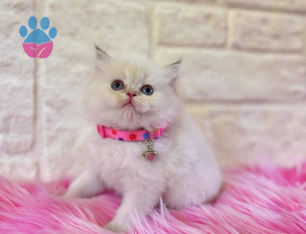 British Longhair Beyaz 2 Aylık Güzellikler
