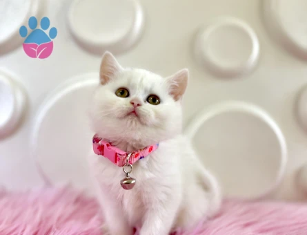 British Shorthair Şeker Kız 2 Aylık