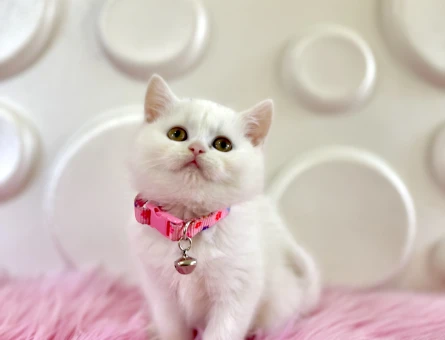 British Shorthair Şeker Kız 2 Aylık