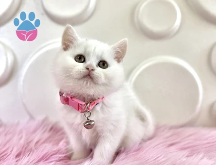 British Shorthair Şeker Kız 2 Aylık