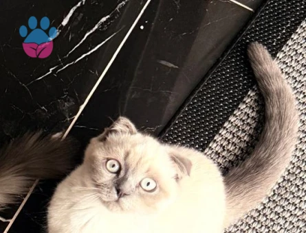 Scottish Fold Blue Point Dişi 3 Aylık