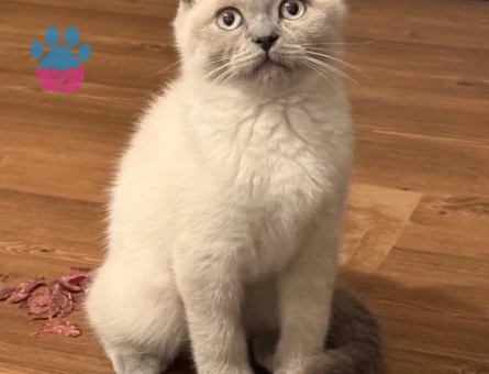 Scottish Fold Blue Point Dişi 3 Aylık