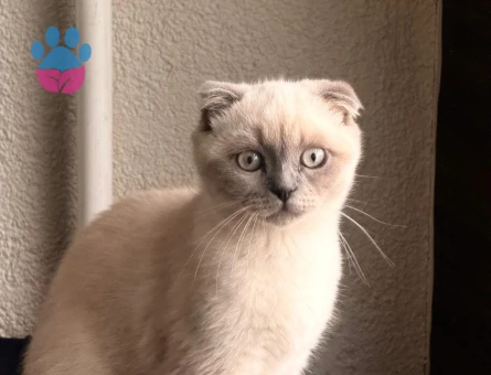 Scottish Fold Blue Point Dişi 3 Aylık