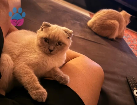 Scottish Fold Blue Point Dişi 3 Aylık