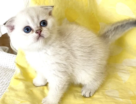 Safkan Silver Point ns3311 beyaz melek maviş gözlü minnak