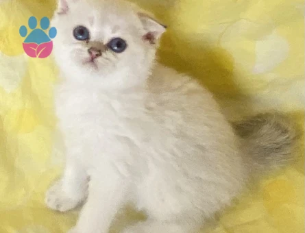 Safkan Silver Point ns3311 beyaz melek maviş gözlü minnak