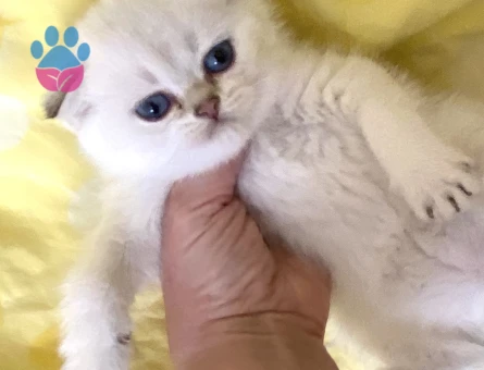 Safkan Silver Point ns3311 beyaz melek maviş gözlü minnak