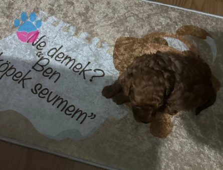 Safkan yavru toy poodle