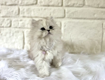 British Longhair Silver Point Asil Yavrumuz