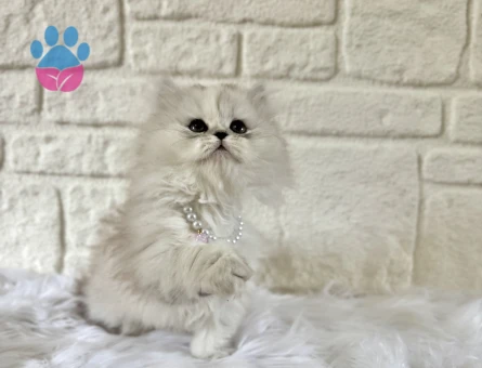 British Longhair Silver Point Asil Yavrumuz