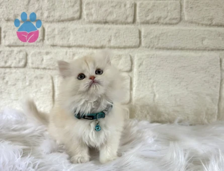 British Longhair 2 Aylık Erkek Güzeli