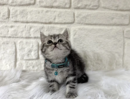 British Shorthair Tabby Erkek Yavrumuz Topaç Kafa