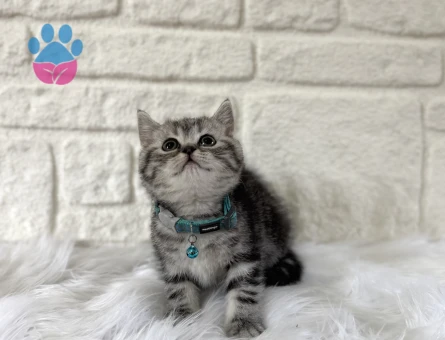 British Shorthair Tabby Erkek Yavrumuz Topaç Kafa