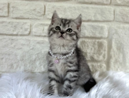 British Shorthair Tabby Dişi 2 Aylık