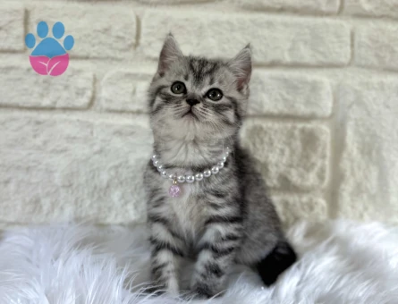 British Shorthair Tabby Dişi 2 Aylık