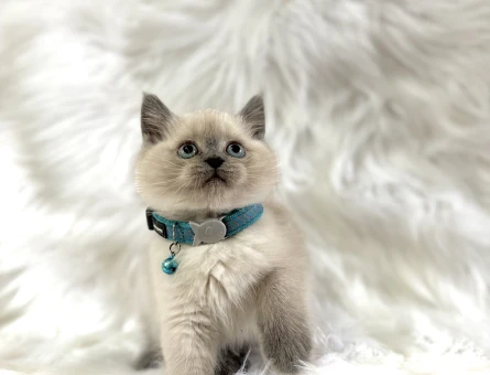 British Shorthair Blue point Yavrularımız