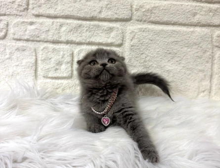 Scottish Fold 2 Aylık Şirin mi şirin Yavrumuz