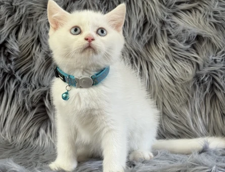 British Shorthair 2 Aylık Erkek Yavrumuz