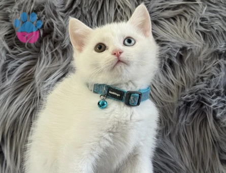 British Shorthair Oldd Eyes Erkek