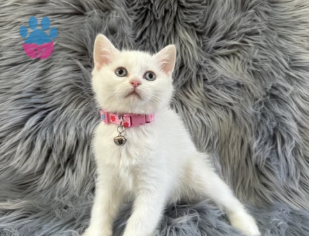 British Shorthair 2 Aylık Dişi