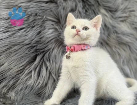 British Shorthair 2 Aylık Dişi