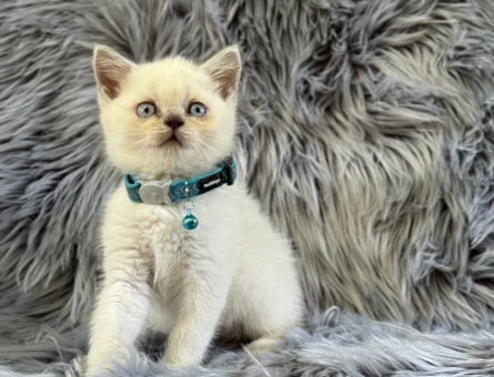 British Shorthair 2 Aylık Erkek Bluepoint