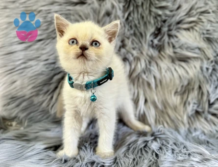 British Shorthair 2 Aylık Erkek Bluepoint