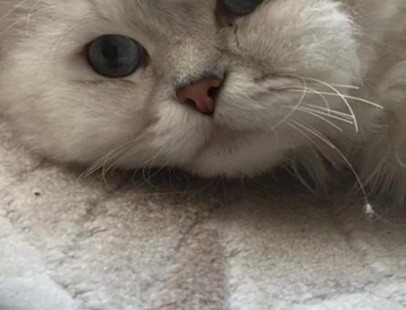 Mavi gözlü chinchilla 1 Yaşında