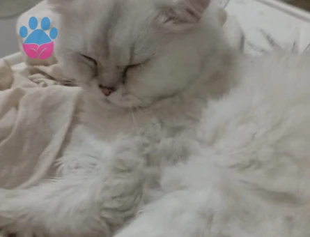 Mavi gözlü chinchilla 1 Yaşında