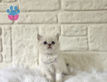 British Shorthair Blue point Dişi 2 Aylık