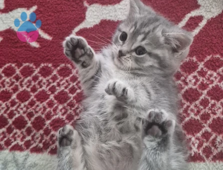2 aylık British Shorthair Yavru Yuva Arıyor