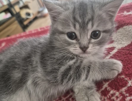 2 aylık British Shorthair Yavru Yuva Arıyor