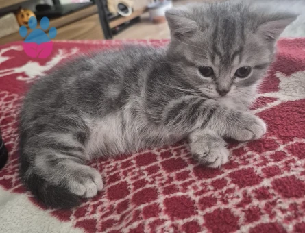 2 aylık British Shorthair Yavru Yuva Arıyor